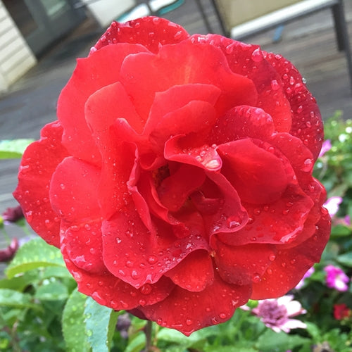 Rosa flor. 'Hot Cocoa' ™ PP15155 (burnt orange)