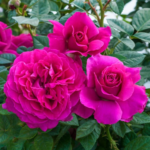 Rosa flor. 'Pretty Lady' ™ PPAF (cream)