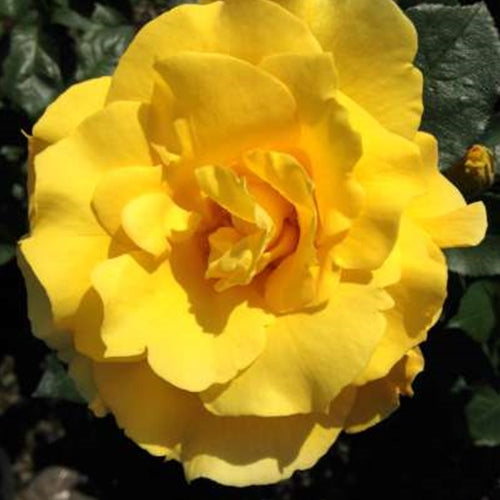 Rosa ht. Midas Touch™ PP9806 (yellow)
