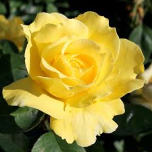 Rosa ht. 'Mellow Yellow' PP14401 (yellow)