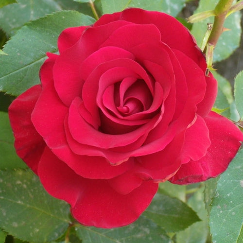 Rosa ht. 'Opening Night' ™ PP11265 (red)