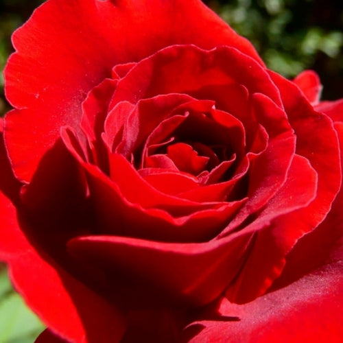 Rosa gc. FIRE MEIDILAND® PP11583 (red)