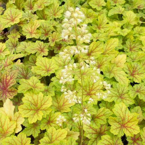 Heuchera 'Electric Lime' PP21872