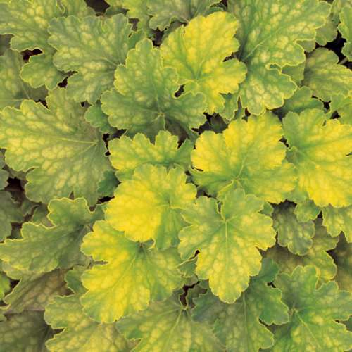 Heuchera x 'Lime Rickey' P.P.# 16210