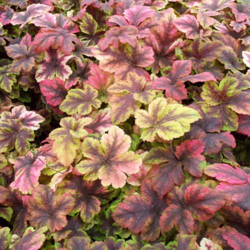 Heucherella 'Gold Zebra' PP22104