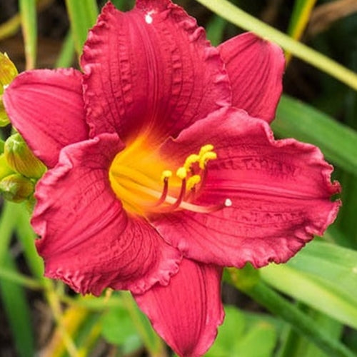 Hemerocallis 'Little Business' (red)