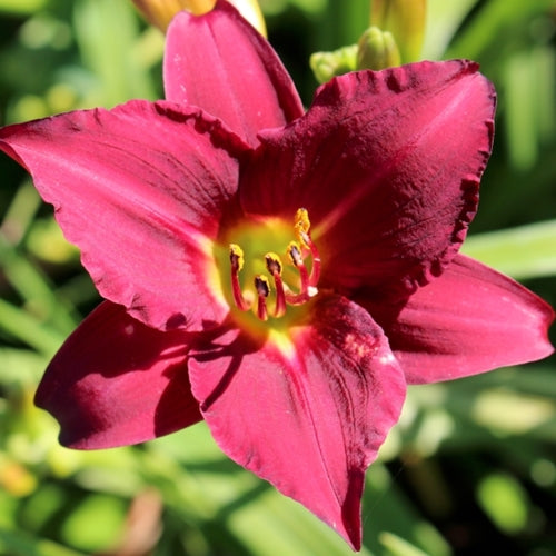 Hemerocallis 'Pardon Me' (red)