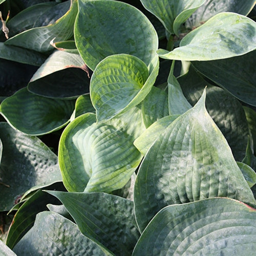 Hosta 'Big Daddy'