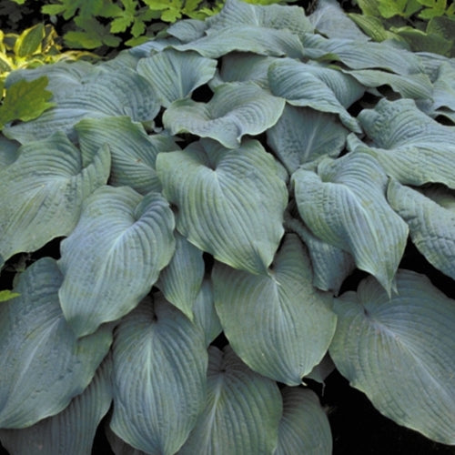 Hosta 'Blue Angel'