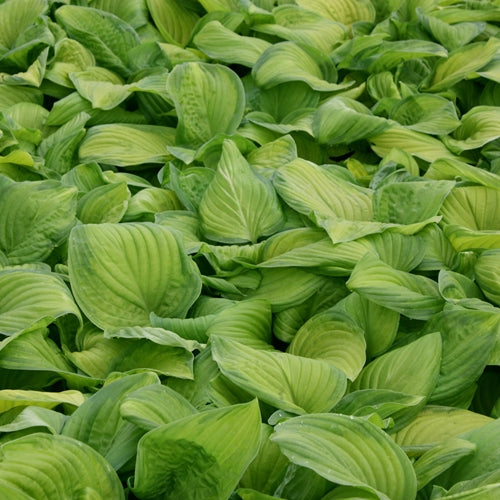 Hosta x 'Stained Glass'