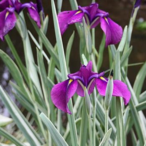 Iris en. 'Variegata' (dark purple)