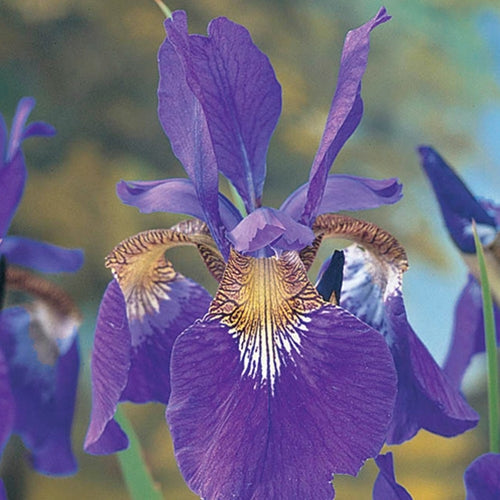 Iris sibirica 'Caesar's Brother' (purple)