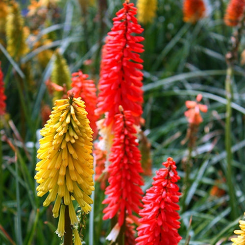 Kniphofia 'Flamenco Mix'