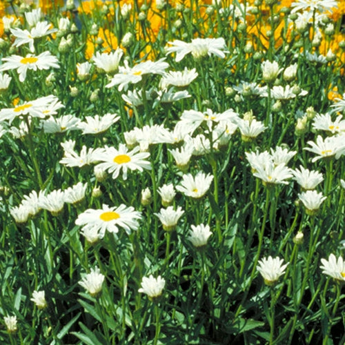 Leucanthemum x s. 'Alaska'