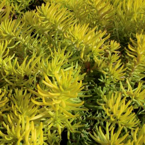Sedum repestre 'Angelina'