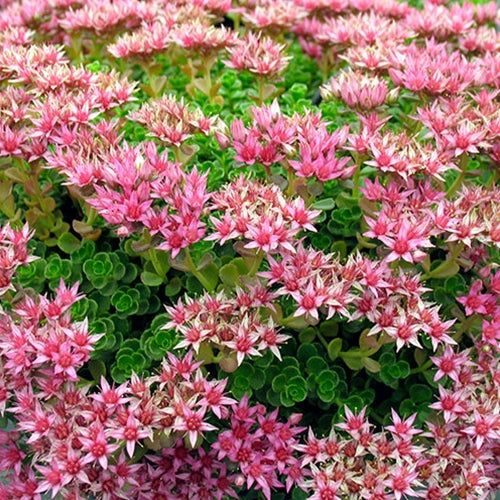 Sedum cauticola 'John Creech'