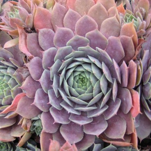 Sempervivum t. 'Purple Beauty'