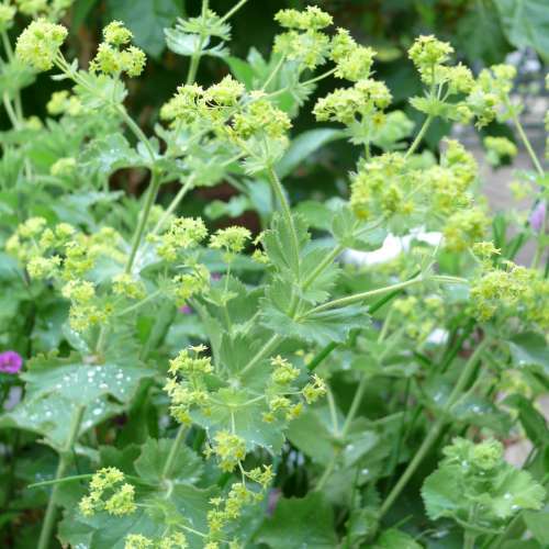Alchemilla mollis