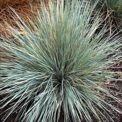 Grass, Helictotrichon sempervirens