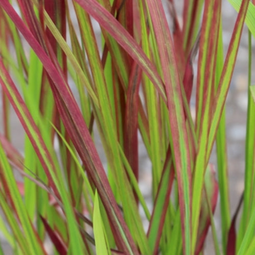 Grass, Imperata c. 'Rubra' ('Red Baron')