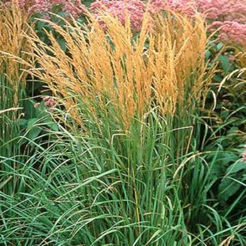 Grass, Calamagrostis a. 'Karl Foerster'