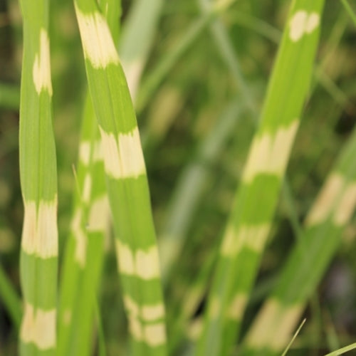 Grass, Miscanthus sin. 'Zebrinus'