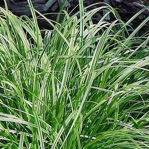Grass, Carex d. GOLD FOUNTAINS™