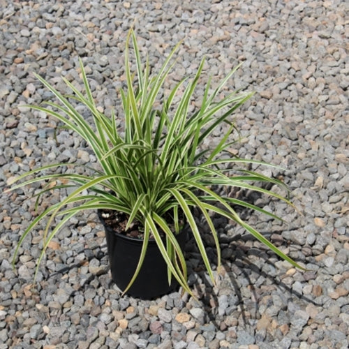 Grass, Carex mo. 'Ice Dance'