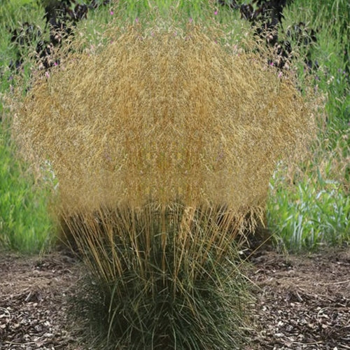 Grass, Deschampsia c. 'Bronzeschlier'