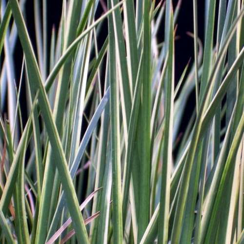 Grass, Acorus gramineus 'Variegatus'