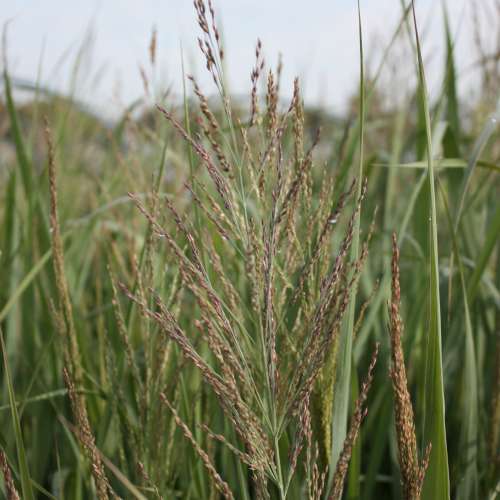 Grass, Panicum v. 'Dallas Blues'