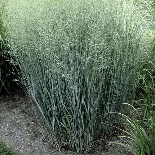 Grass, Panicum v. 'Heavy Metal'