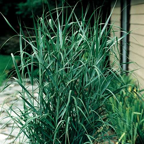 Grass, Panicum v. 'Prairie Sky'