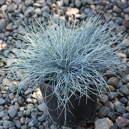 Grass, Festuca o. g. 'Elijah Blue'
