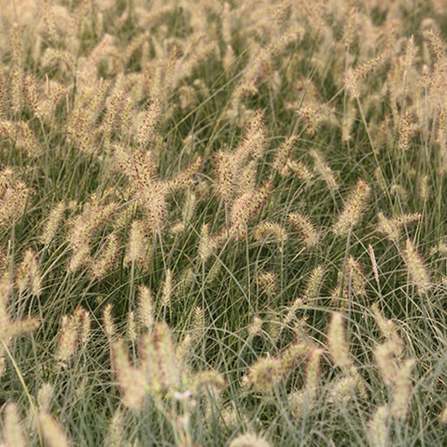 Grass, Pennisetum a. 'Little Bunny'