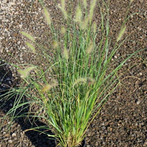 Grass, Pennisetum alopecuroides