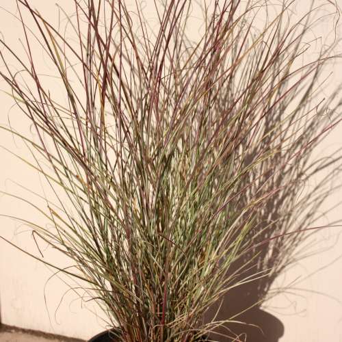 Grass, Miscanthus sin. 'Morning Light'