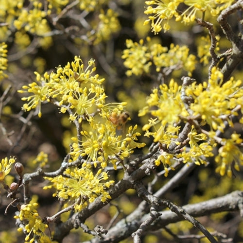 Cornus mas (yellow)