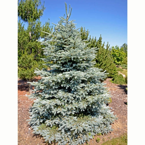 Picea pungens 'Baby Blue Eyes'