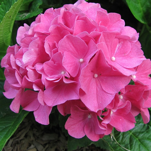 Hydrangea m. Cityline® Vienna PW PP10930 (pink)