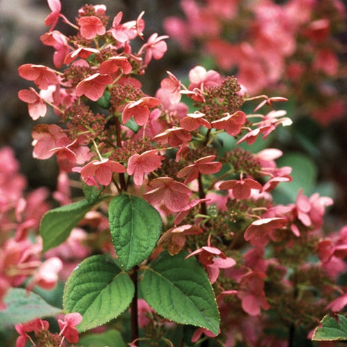 Hydrangea m. 'Nikko Blue' (blue)