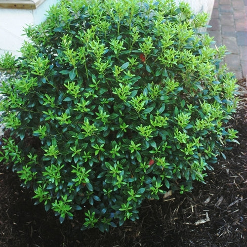 Ilex cr. 'Compacta'