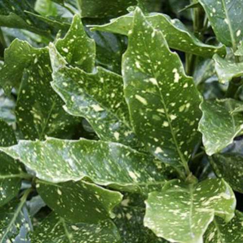 Aucuba jap. 'Variegata'