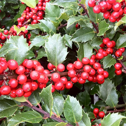 Ilex x meserveae 'Blue Princess'