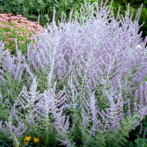 Perovskia atriplicifolia