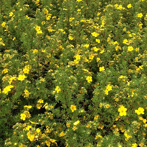 Potentilla f. 'Goldfinger'