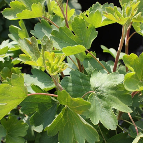 Ribes aureum v. aureum