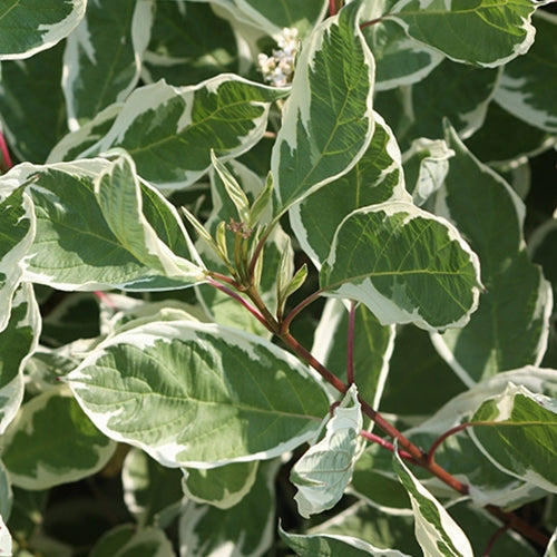 Cornus alba 'Ivory Halo'® PP8722