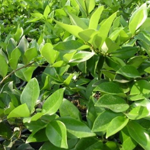 Ligustrum j. 'Texanum'