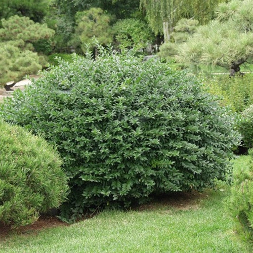Ligustrum v. 'Lodense'